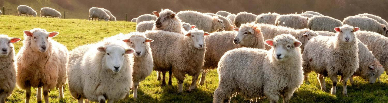 Lamb Lamb
