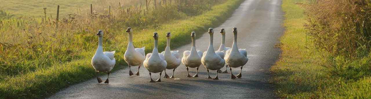 Geese Geese