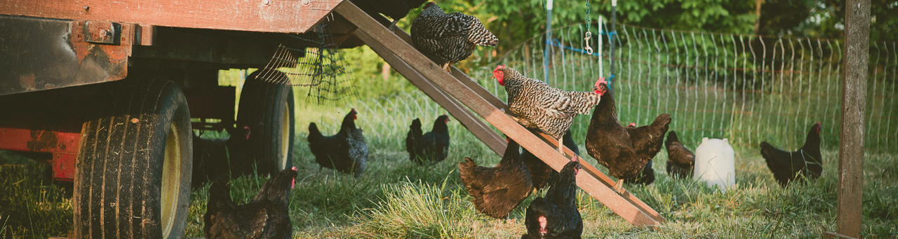 Poultry Poultry