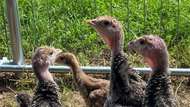 A First Step into Freedom: Our Turkey Poults Enjoy the Great Outdoors