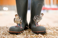 It's that time of year again... The Poults Have Arrived!