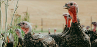 Why It’s Important to Select an Ethically-Reared Turkey for Christmas