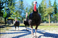 How to Choose the Best Free Range Turkey for Your Feast?