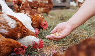 What Are the Benefits of Buying Seasonal Produce from a Farm Shop