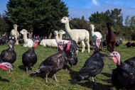 Our Turkeys and Their Unlikely Guardians