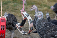 The Secret Musical Lives of Our Turkeys