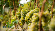 A Sparkling Success: The Rise of English Sparkling Wines