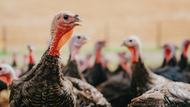 Free-range turkeys: what they are, how they're raised, and why they taste better