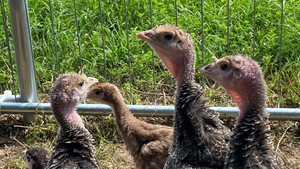 A First Step into Freedom: Our Turkey Poults Enjoy the Great Outdoors