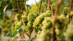 A Sparkling Success: The Rise of English Sparkling Wines