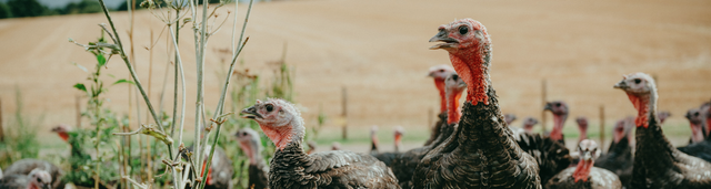 Order Free Range Turkey Online | Best Turkey in the UK
