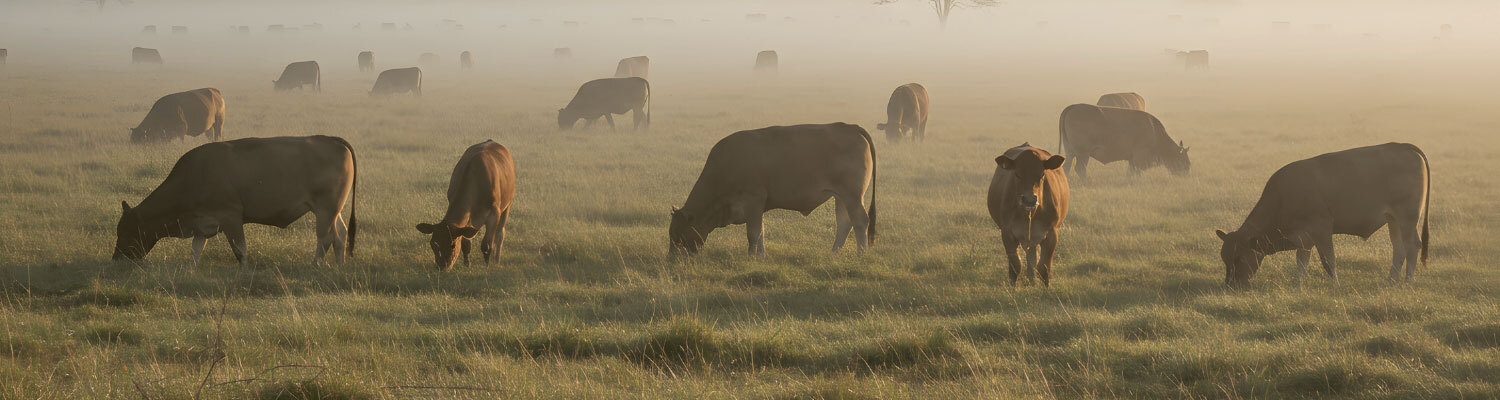 cows in a field