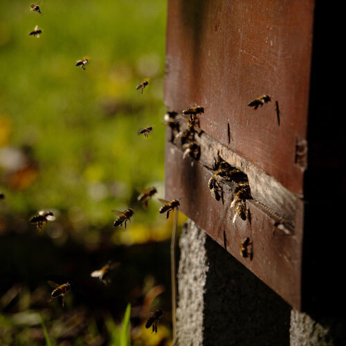 a group of bees