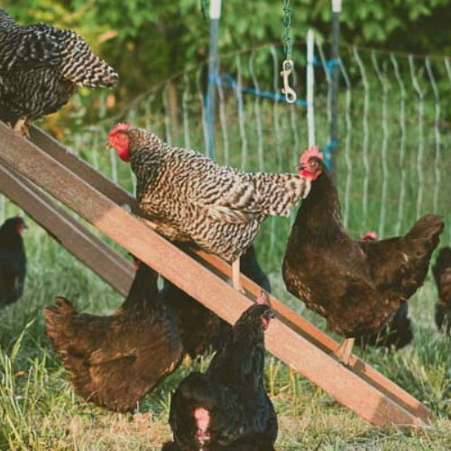 a group of chickens