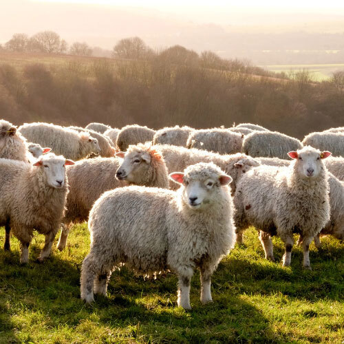 a group of sheep