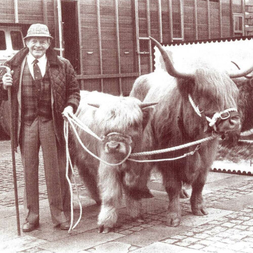 person standing with a cow