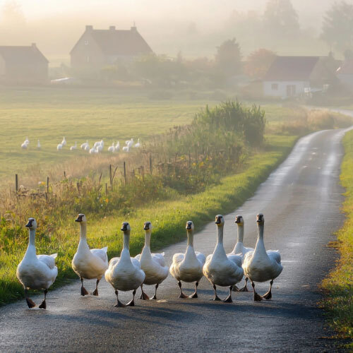 a group of geese