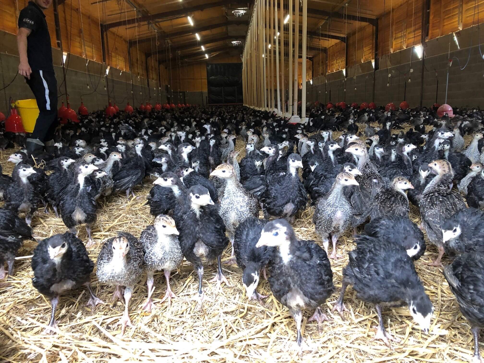 Turkey Update: They're looking good & growing fast!