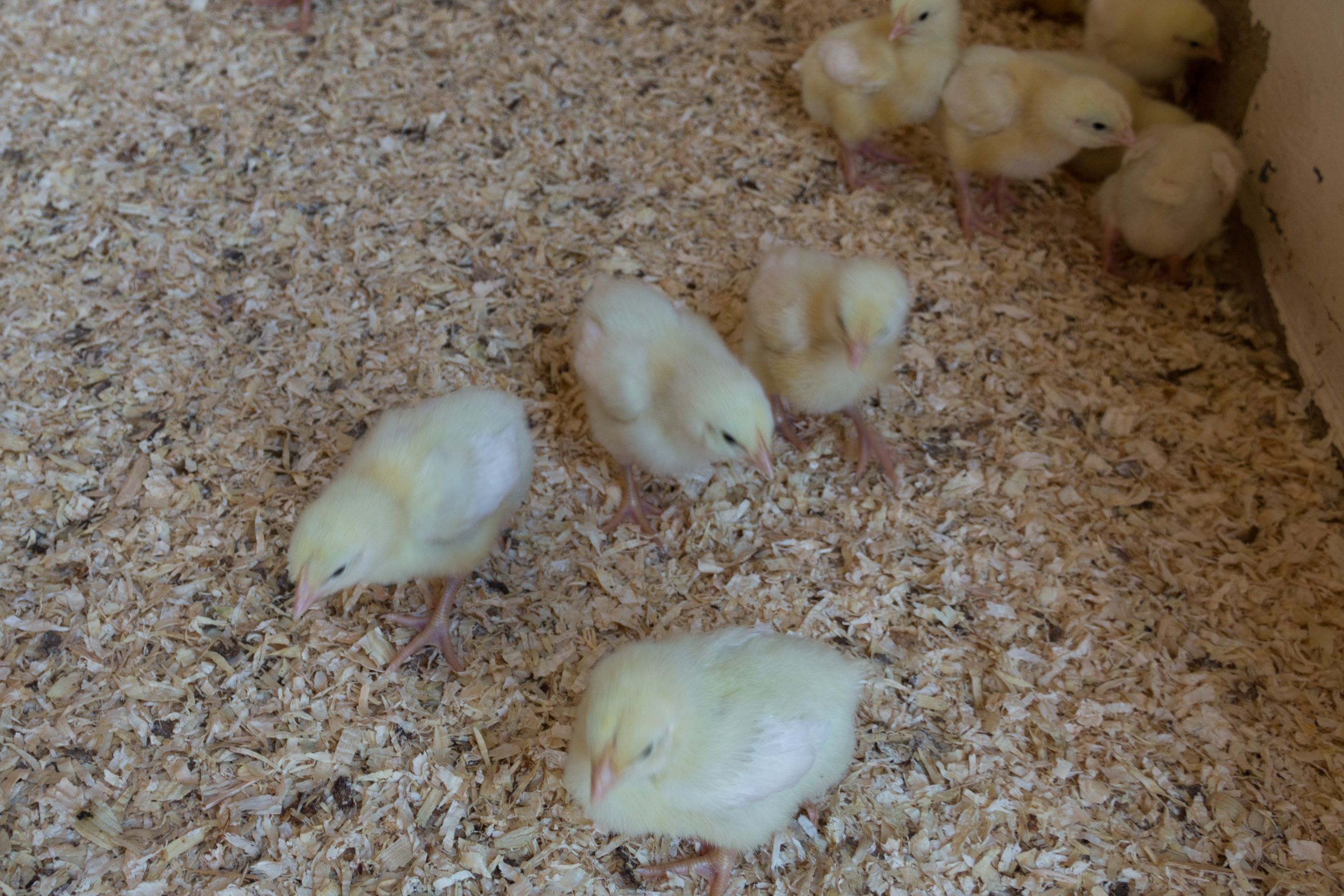 The Poults have arrived