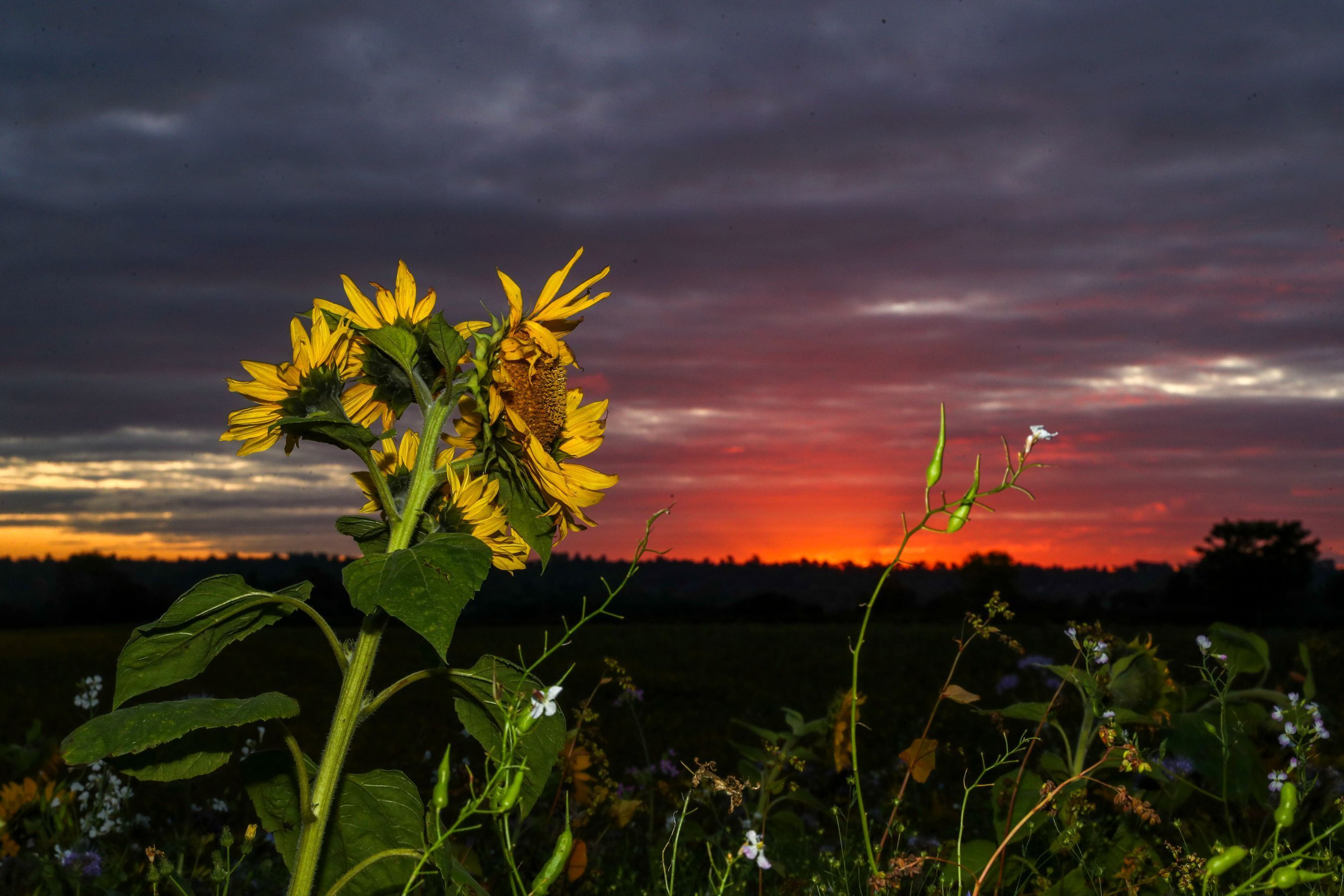 Sunflowers Make Us All Smile