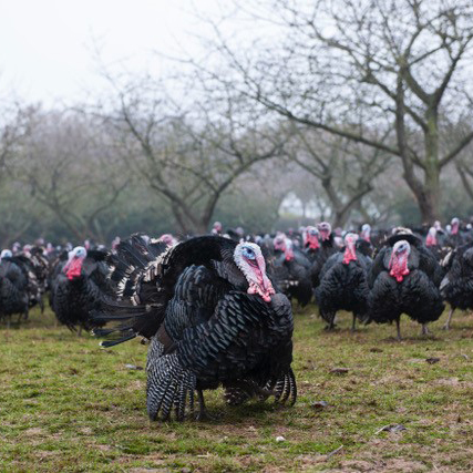 Free Range or Organic? What’s the difference?