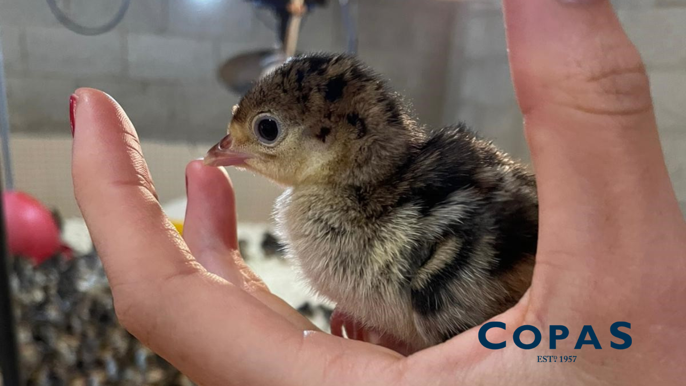 The Babies Are Back! Welcoming This Year’s Poults to the Farm - Copas ...