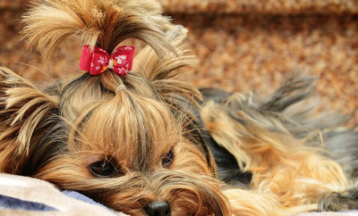 FLOWERS FOR SPRING BLOOMS