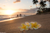 Hawaiian Plumeria: Little-Known Origins and Meanings