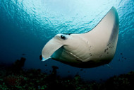 Explore The Manta-Ray Symbolism In Hawaiian Culture