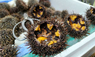 New Zealand’s Traditional Food Is Diverse And Delectable