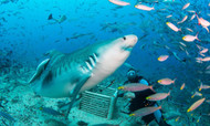 TOP 8 FIJI NATURAL ATTRACTIONS