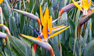 Famous Flowers in Polynesian Culture
