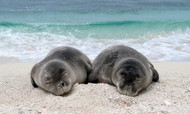 Get to Know Hawaiian Wildlife in Oʻahu