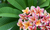 6 Iconic Tropical Flowers That Will Make You Think of Hawaii