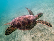 Hawaiian Turtle Meaning: Symbolizes Luck and Peace