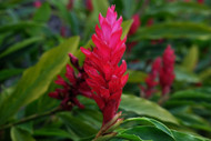 Why is Teuila the national flower of Samoa?