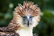 11 Incredible Facts About The Philippines' National Bird