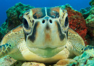 10 Fun Facts About Hawaiian Green Sea Turtles