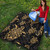 Hawaii Premium Quilt Turtle Pattern Golden