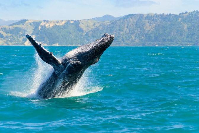 Humpback Whales Hawaii: Important Cultural Symbol Of Hawaiian