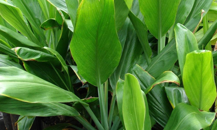 WHAT IS THE MEANING OF TI LEAVES TO HAWAIIANS?