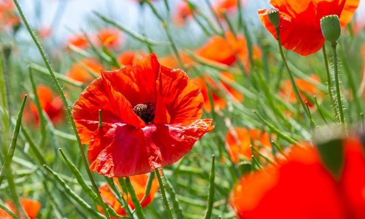 5 Anzac Day Flowers and Their Meaning