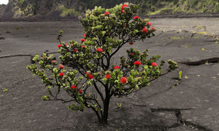 5 Things You Need to Know About the ʻŌhiʻa Lehua Tree in Hawaii