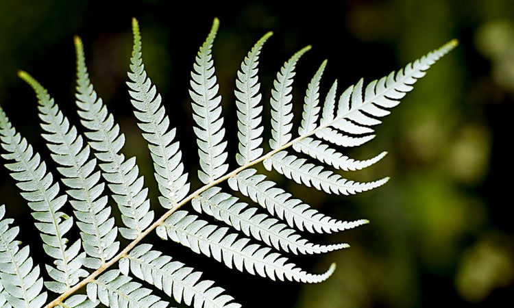 The Significance of the Silver Fern In New Zealand Culture