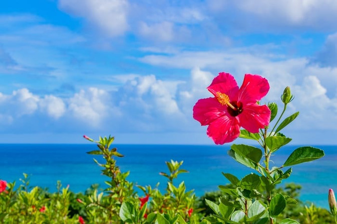 Learn About Hibiscus Flower Meaning In Hawaii