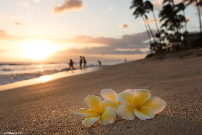 Hawaiian Plumeria: Little-Known Origins and Meanings