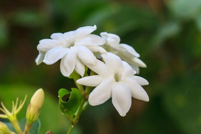 Little-Known Things About The National Flower Of The Philippines