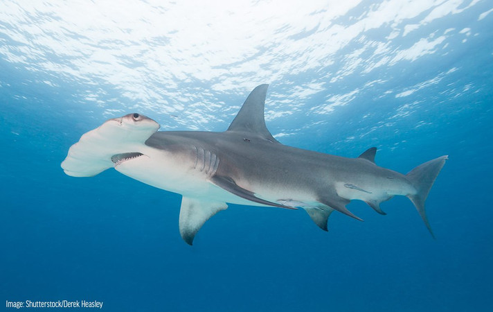 Traditional #hammerhead #shark by #AlishaRice @alisharice… | Flickr