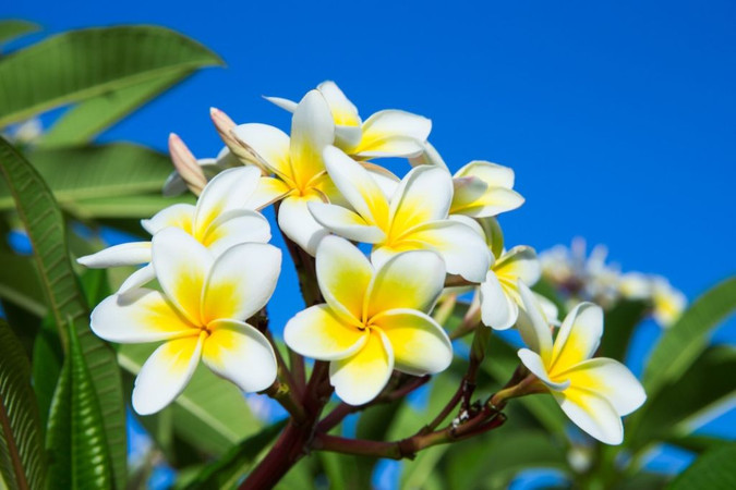 8 flowers represent 8 Hawaii’s main islands