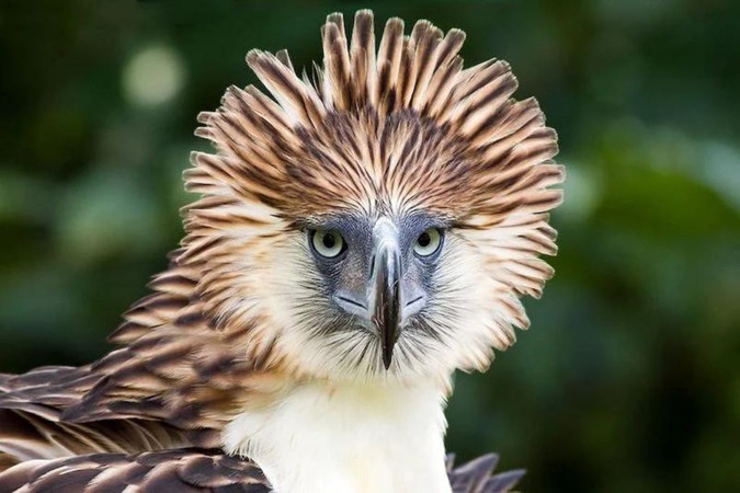 11 Incredible Facts About The Philippines' National Bird
